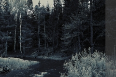 Pixelueberfluss-am-Waldrand